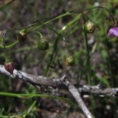 Arthropodium minus (Small Vanilla Lily) at The Pinnacle - 23 Oct 2020 by pinnaCLE