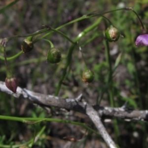 Arthropodium minus at Holt, ACT - 23 Oct 2020