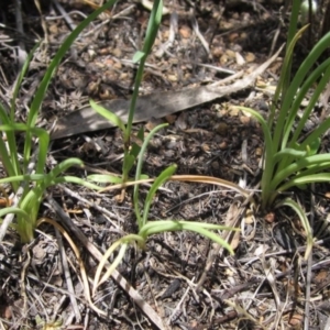 Arthropodium minus at Holt, ACT - 23 Oct 2020