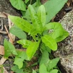 Unverified Plant at Wyndham, NSW - 17 Oct 2020 by JoyGeorgeson