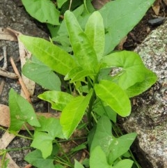 Unidentified Plant at Wyndham, NSW - 17 Oct 2020 by JoyGeorgeson