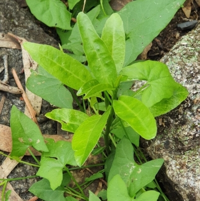 Unverified Plant at Wyndham, NSW - 17 Oct 2020 by JoyGeorgeson