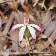 Caladenia moschata (Musky Caps) at Black Mountain - 6 Oct 2020 by Philip