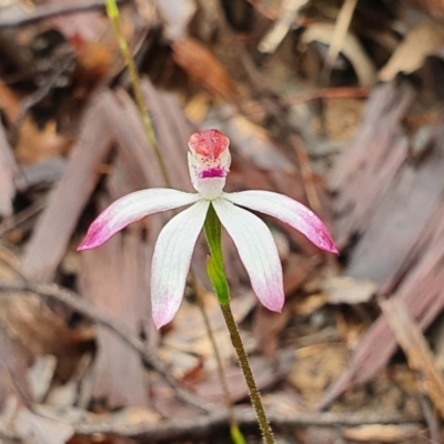 Caladenia moschata (Musky Caps) at Downer, ACT - 6 Oct 2020 by Philip