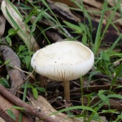 Agarics at Black Range, NSW - 25 Oct 2020 by MatthewHiggins