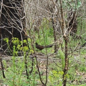 Menura novaehollandiae at Wyndham, NSW - 17 Oct 2020