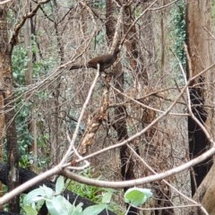 Menura novaehollandiae at Wyndham, NSW - 17 Oct 2020