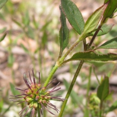 Opercularia hispida (Hairy Stinkweed) at The Pinnacle - 23 Oct 2020 by pinnaCLE