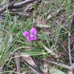 Viola betonicifolia (Mountain Violet) at Mount Clear, ACT - 8 Oct 2020 by AdamMc