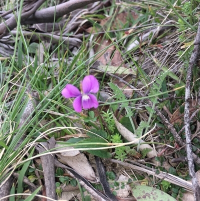 Viola betonicifolia (Mountain Violet) at Namadgi National Park - 8 Oct 2020 by AdamMc