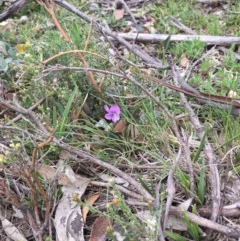Viola betonicifolia at Mount Clear, ACT - 8 Oct 2020