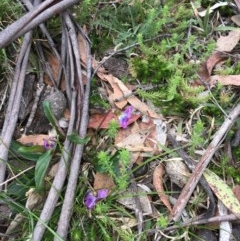 Viola betonicifolia at Mount Clear, ACT - 8 Oct 2020