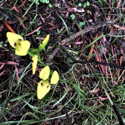 Diuris sulphurea (Tiger Orchid) at Mount Majura - 25 Oct 2020 by JenniM