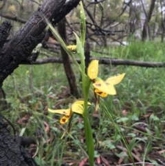 Diuris sulphurea at Downer, ACT - 25 Oct 2020