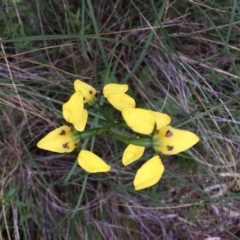 Diuris sulphurea at Downer, ACT - 25 Oct 2020