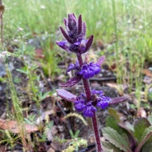 Ajuga australis at Tuggeranong DC, ACT - 25 Oct 2020