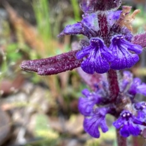 Ajuga australis at Tuggeranong DC, ACT - 25 Oct 2020 04:14 PM