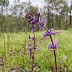 Ajuga australis at Tuggeranong DC, ACT - 25 Oct 2020 04:14 PM