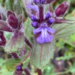 Ajuga australis at Tuggeranong DC, ACT - 25 Oct 2020