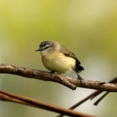 Acanthiza chrysorrhoa (Yellow-rumped Thornbill) at Tidbinbilla Nature Reserve - 24 Oct 2020 by trevsci