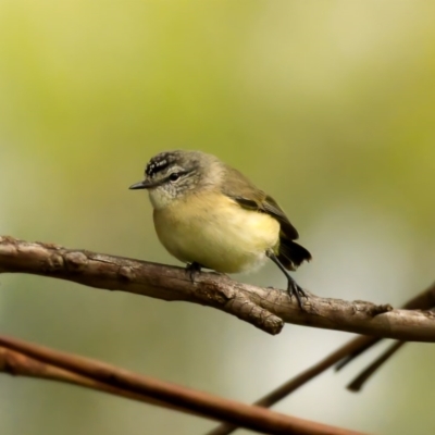 Acanthiza chrysorrhoa (Yellow-rumped Thornbill) at Paddys River, ACT - 24 Oct 2020 by trevsci