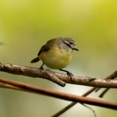 Acanthiza chrysorrhoa at Paddys River, ACT - 24 Oct 2020