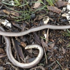 Anilios nigrescens (Blackish Blind Snake) at Mount Ainslie - 24 Oct 2020 by Frogmouth