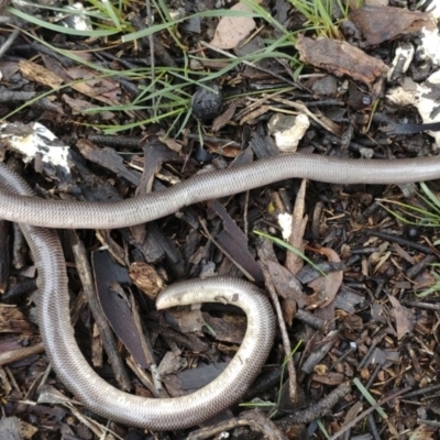 Anilios nigrescens (Blackish Blind Snake) at Majura, ACT - 24 Oct 2020 by Frogmouth