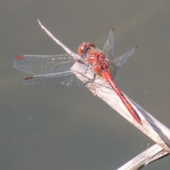 Diplacodes bipunctata (Wandering Percher) at Mount Clear, ACT - 21 Oct 2020 by SWishart