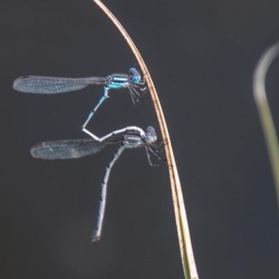 Austrolestes leda (Wandering Ringtail) at Mount Clear, ACT - 21 Oct 2020 by SWishart