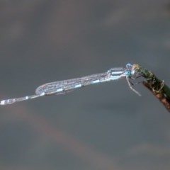 Austrolestes leda (Wandering Ringtail) at Mount Clear, ACT - 21 Oct 2020 by SWishart