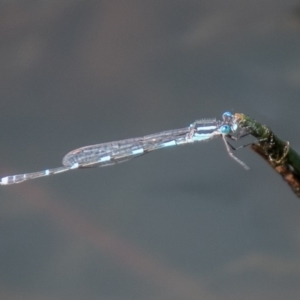 Austrolestes leda at Mount Clear, ACT - 21 Oct 2020