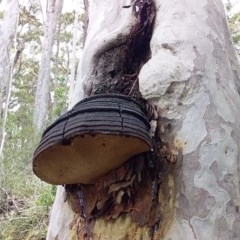 Ganoderma sp. at Bawley Point Bushcare - 25 Oct 2020 by GLemann