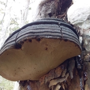 Phellinus sp. at Bawley Point, NSW - 25 Oct 2020 11:51 AM