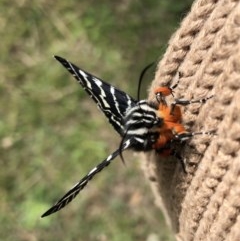 Comocrus behri (Mistletoe Day Moth) at Tanja, NSW - 17 Oct 2020 by Rose