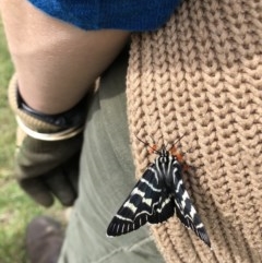 Comocrus behri (Mistletoe Day Moth) at Tanja, NSW - 17 Oct 2020 by Rose