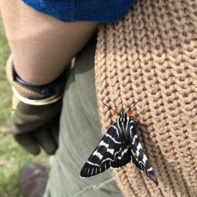 Comocrus behri (Mistletoe Day Moth) at Tanja, NSW - 17 Oct 2020 by Rose