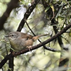 Sericornis frontalis (White-browed Scrubwren) at Fowles St. Woodland, Weston - 25 Oct 2020 by AliceH