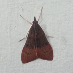 Uresiphita ornithopteralis (Tree Lucerne Moth) at Kambah, ACT - 19 Jun 2020 by HarveyPerkins