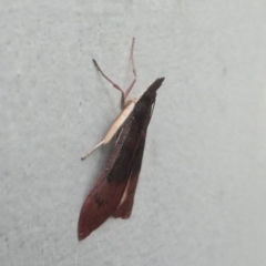 Uresiphita ornithopteralis at Kambah, ACT - 20 Jun 2020 09:53 AM