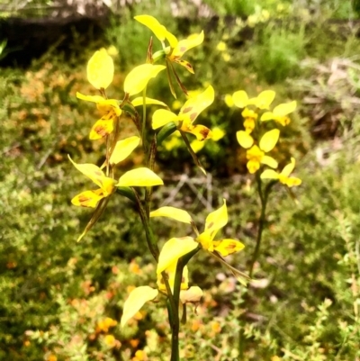 Diuris sulphurea (Tiger Orchid) at Bruce Ridge to Gossan Hill - 25 Oct 2020 by goyenjudy