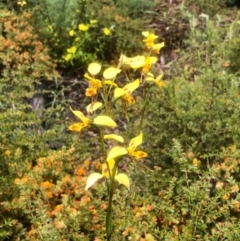 Diuris sulphurea at Bruce, ACT - 25 Oct 2020