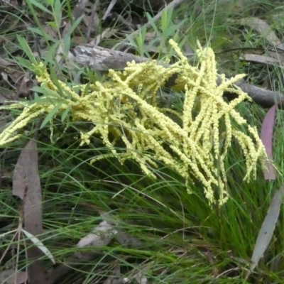 Myxomycete - past plasmodial stage at Paddys River, ACT - 13 Jun 2020 by HarveyPerkins