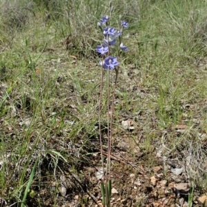 Thelymitra nuda at Cook, ACT - 22 Oct 2020