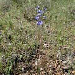 Thelymitra nuda (Scented Sun Orchid) at Cook, ACT - 22 Oct 2020 by CathB