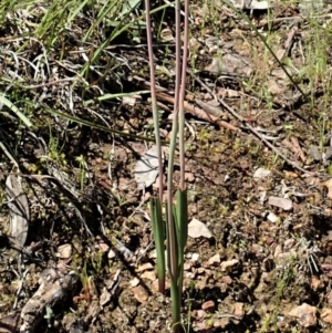 Thelymitra nuda at Cook, ACT - 22 Oct 2020