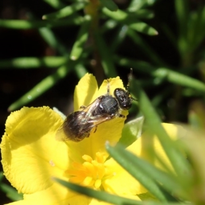 Lasioglossum sp. (genus) (Furrow Bee) at Mount Painter - 20 Oct 2020 by CathB