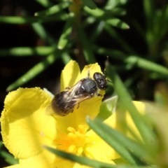 Lasioglossum sp. (genus) (Furrow Bee) at Cook, ACT - 20 Oct 2020 by CathB