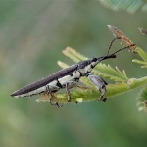 Rhinotia sp. (genus) at Cook, ACT - 20 Oct 2020