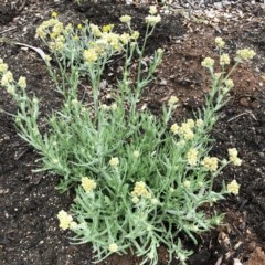 Pseudognaphalium luteoalbum (Jersey Cudweed) at Red Hill to Yarralumla Creek - 24 Oct 2020 by ruthkerruish